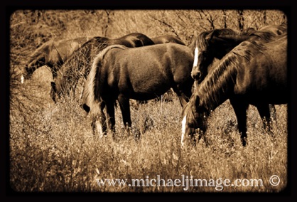 "wild horses feeding 1"
verde river, rio verde, az.